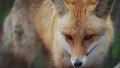 Red Fox licks his lips amusingly and leaves
