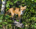 Red Fox Stock Photo and Image. On a log and basking in the late evening sun light in its environment and habitat surrounding with Royalty Free Stock Photo
