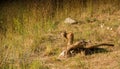 Red Fox looking back Royalty Free Stock Photo