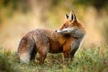 Red fox looking back over shoulder on a meadow in autumn nature. Royalty Free Stock Photo