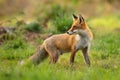 Red fox looking behind over shoulder at sunset in summer Royalty Free Stock Photo