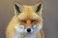 Red Fox Royalty Free Stock Photo