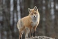 Red Fox Looking Out Royalty Free Stock Photo