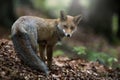 Red fox looking over the shoulder in forest in autumn Royalty Free Stock Photo