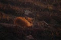 Red fox lounging in a meadow of grass in the evening light, atop a rocky landscape Royalty Free Stock Photo