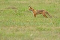 Red fox lurking