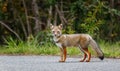 The red fox Lycalopex culpaeus, in the lakes region Chile Royalty Free Stock Photo