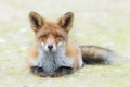 Red fox lying down in de grass Royalty Free Stock Photo