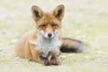 Red fox lying down in de grass with stretched legs Royalty Free Stock Photo