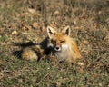 Red Fox Photo Stock. Fox Image. Lying down on grass with a blur background in the springtime season and looking at camera in its Royalty Free Stock Photo