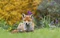 Red fox lying on a grass against colorful background Royalty Free Stock Photo