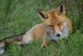 Red fox lying in the grass Royalty Free Stock Photo