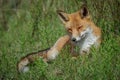 Red fox lying in the grass Royalty Free Stock Photo