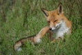 Red fox lying in the grass Royalty Free Stock Photo