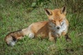 Red fox lying in grass Royalty Free Stock Photo
