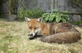 Red fox lying on grass in the garden Royalty Free Stock Photo