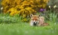 Red fox lying on grass in a garden during the day Royalty Free Stock Photo