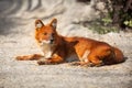 Red Fox lying on sand