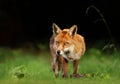 Red fox in a meadow against black background Royalty Free Stock Photo