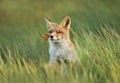 Red fox in a meadow with a butterfly sitting on a nose Royalty Free Stock Photo