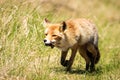 Red fox with mouse Royalty Free Stock Photo