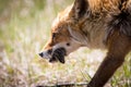 Red fox with a mouse in it`s mouth close up Royalty Free Stock Photo