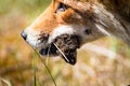 Red fox with a mouse in it`s mouth close up Royalty Free Stock Photo