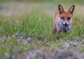 Red fox holds catched mouse in her mouth Royalty Free Stock Photo