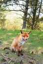 Red fox Royalty Free Stock Photo
