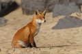 Red fox in Nature Royalty Free Stock Photo