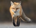 Red Fox Royalty Free Stock Photo