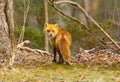 Red fox in New Jersey forest Royalty Free Stock Photo