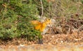 Red fox in New Jersey forest Royalty Free Stock Photo