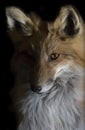 Red fox at night Royalty Free Stock Photo