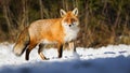 Red fox observing on white glade in winter sunlight