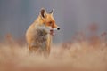 Red fox with open muzzle. Cute Red Fox, Vulpes vulpes, on the meadow. Beautiful animal in the nature habitat. Orange fox, detail Royalty Free Stock Photo