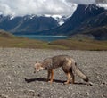 Red Fox - Patagonia - Chile Royalty Free Stock Photo