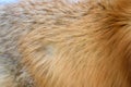 Red fox skin texture for background real fur Royalty Free Stock Photo