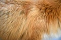 Red fox skin texture for background real fur Royalty Free Stock Photo