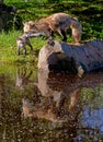 Red Fox pawing a little cub shows water reflections. Royalty Free Stock Photo