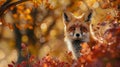 Red fox peeks from behind vibrant autumn foliage, its fur glowing in dappled sunlight