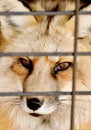 A Red Fox peers through the bars on its zoo cage. Royalty Free Stock Photo