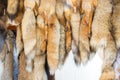 Red Fox pelts hanging in the window at the fair Royalty Free Stock Photo