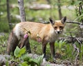 Red Fox Photo. Fox Image. Close-up profile side view looking at camera with a blur forest background and wild flowers foreground Royalty Free Stock Photo