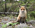 Red Fox Photo. Fox Image. Close-up profile view sitting on white moss and looking at camera with a blur forest background in its Royalty Free Stock Photo