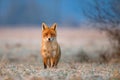 Red fox Royalty Free Stock Photo