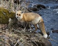 Red Fox Photo Stock. Fox Image. Close-up profile side view by the river with blur water background and side moss rock its Royalty Free Stock Photo