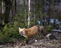 Red Fox Photo Stock. Fox Image. Close-up profile side view in the spring season with blur coniferous forest and water background Royalty Free Stock Photo