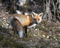 Red Fox Photo Stock. Fox Image. Close-up profile view side view in the springtime with blur forest background and enjoying its Royalty Free Stock Photo