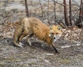 Red Fox Photo Stock. Fox Image. Close-up profile view in the spring season stretching and displaying fox tail, fur, in its Royalty Free Stock Photo